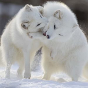 Le hameau - Le hameau du renard blanc